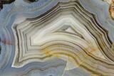 Polished Calandria Agate Nodule Half - Mexico #152637-1